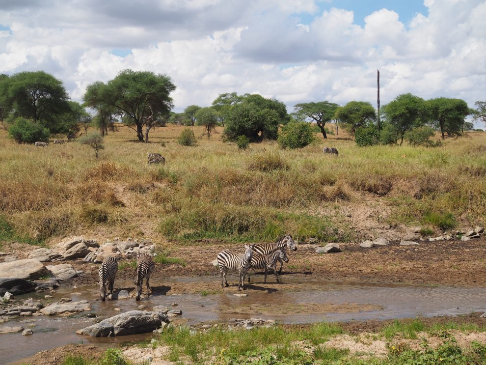 Osupoku Lodg. overnachten in Tanzania. Tarangire National park. overnachten in Tarangire National park