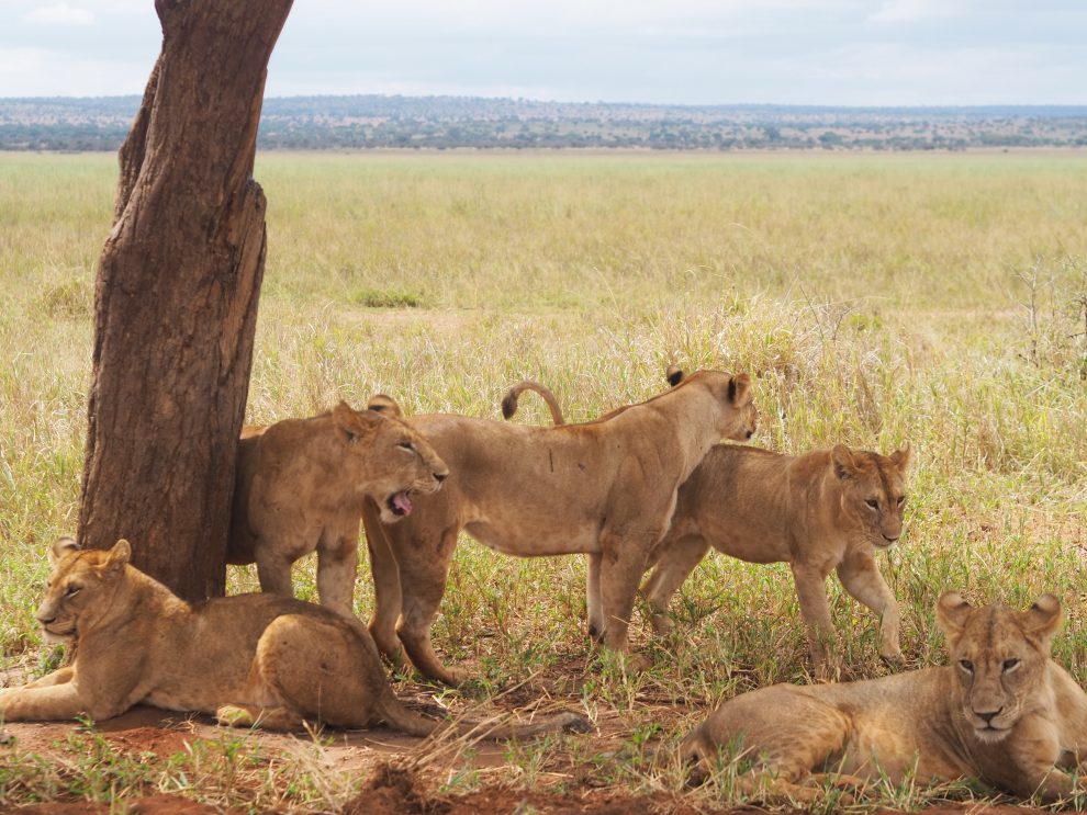 Safari rondreis door Tanzania. National Park Tarangire. Makasa Safari. Een safari boeken in het laagseizoen 