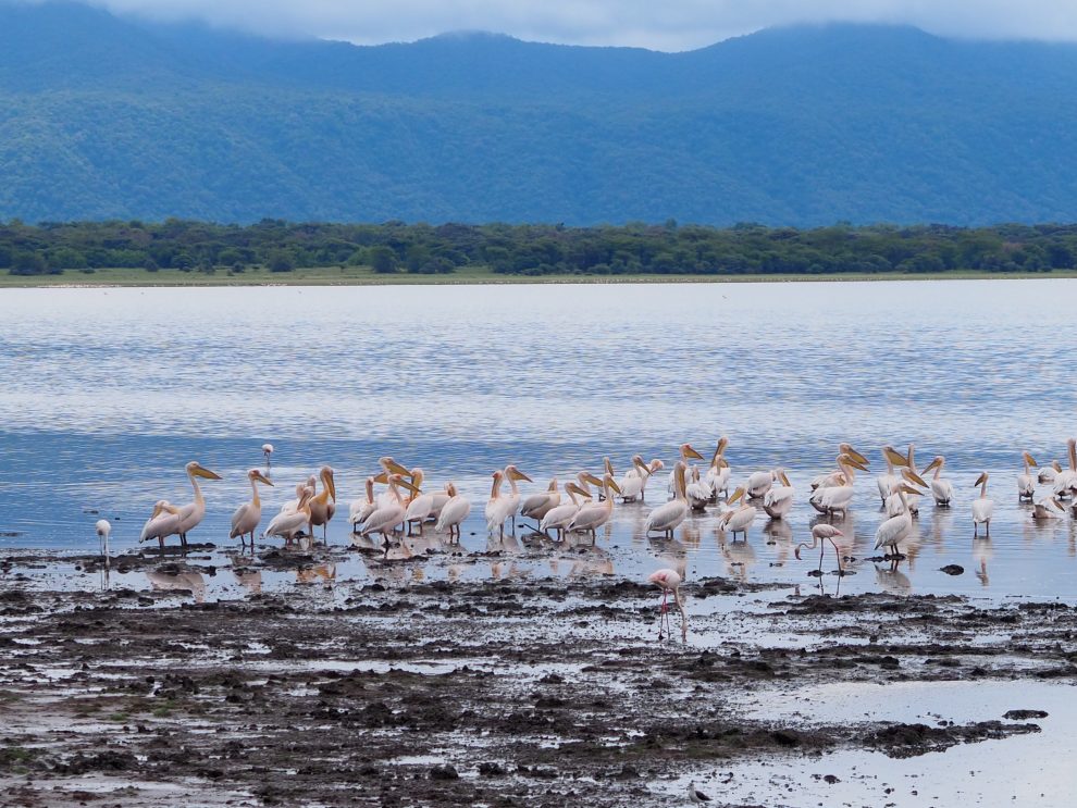 Safari rondreis door Tanzania. National Park Lake Manyara. Makasa Safari. Een safari boeken in het laagseizoen 