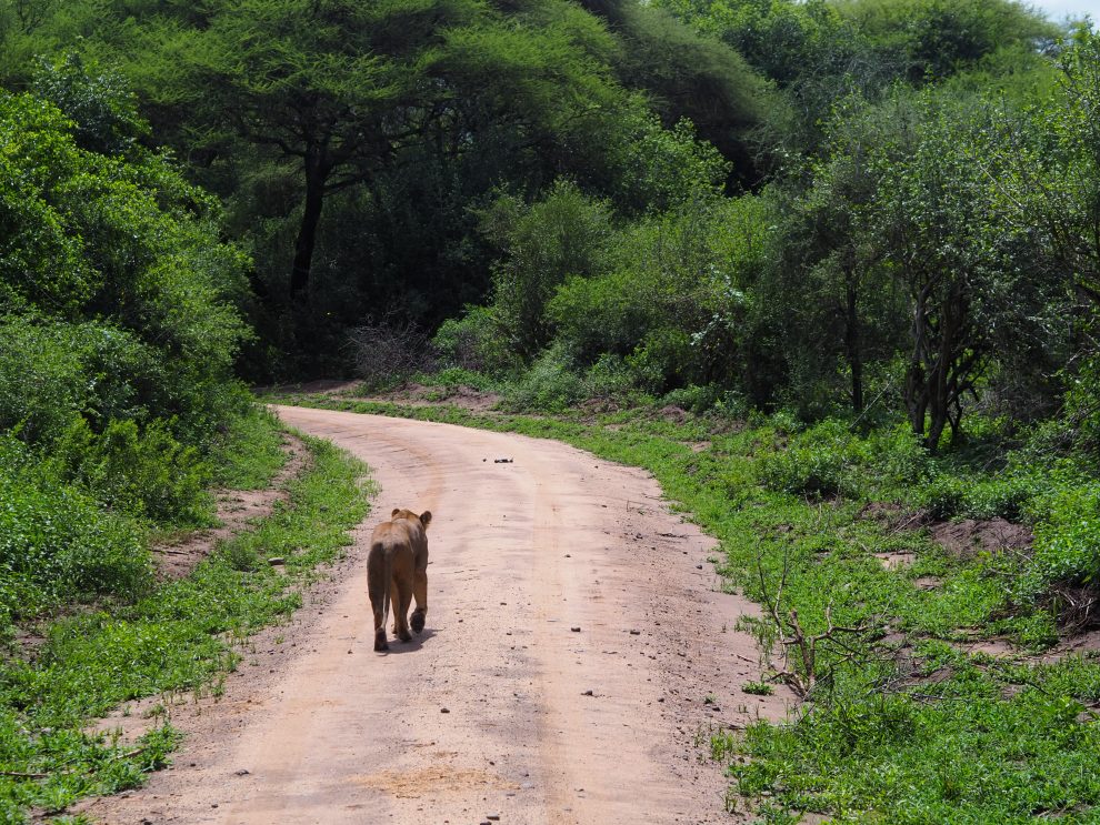 Safari rondreis door Tanzania. National Park Lake Manyara. Makasa Safari. Een safari boeken in het laagseizoen 
