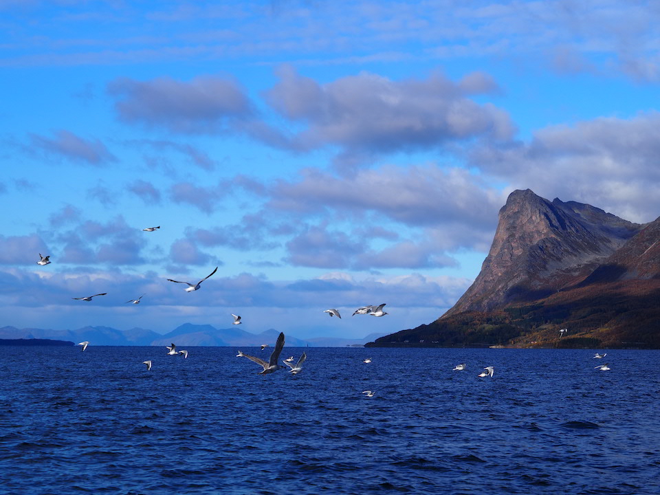 Harstad Noorwegen: Viking geschiedenis & RIB boat-tour langs de fjorden.