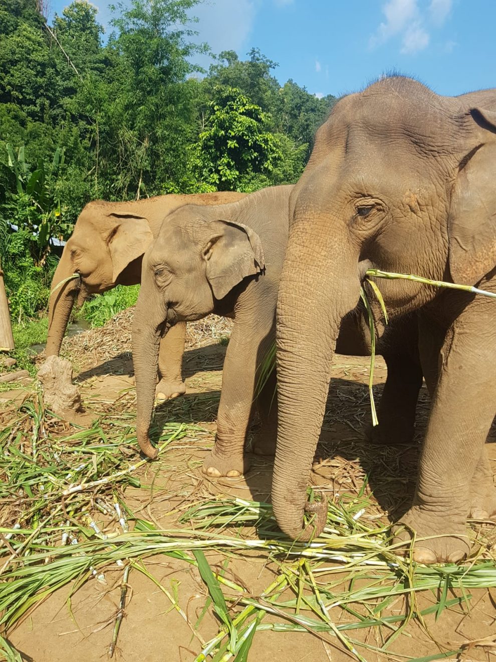 Olifantenopvang in Thailand - olifanten knuffelen en wassen ervaring/review - Bamboo Elephant Family Care 