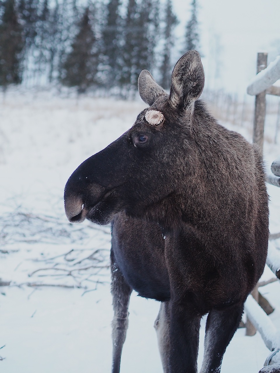 8x doen en winter tips voor Åre en Östersund in Jämtland Zweden. Moose Garden 