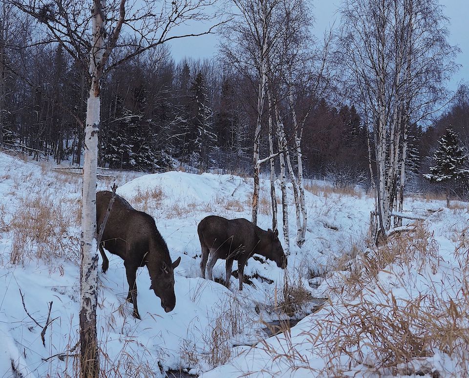 8x doen en winter tips voor Åre en Östersund in Jämtland Zweden. Moose Garden 8x doen en winter tips voor Åre en Östersund in Jämtland Zweden. Moose Garden