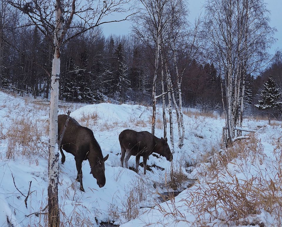 8x doen en winter tips voor Åre en Östersund in Jämtland Zweden. Moose Garden 