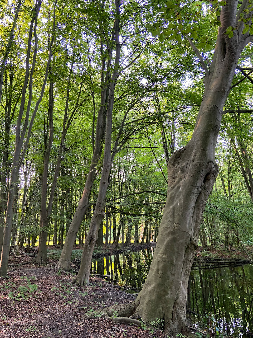forest bathing - voordelen - Amsterdamse Bos 