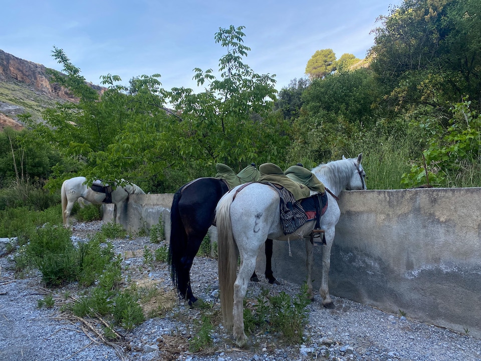 Paardrijden in Andalusie / Albuñuelas