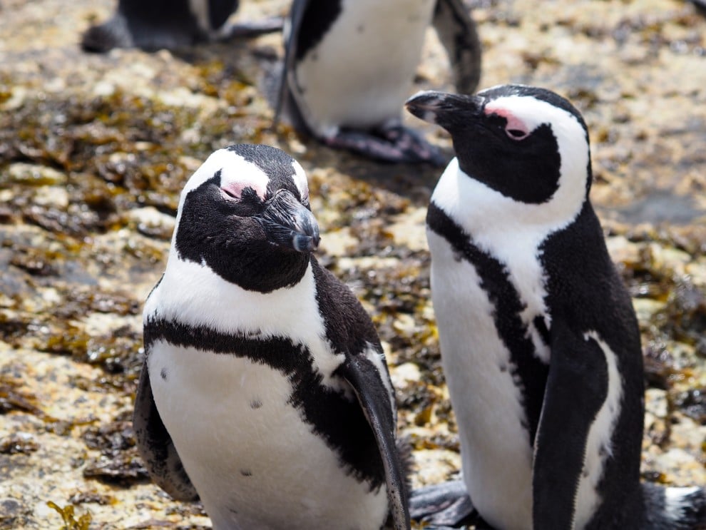 Boulders beach pinguïns bezoeken Kaapstad tips voor 2022