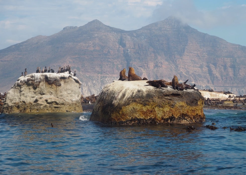 Snorkelen met zeeleeuwen in Hout Bay