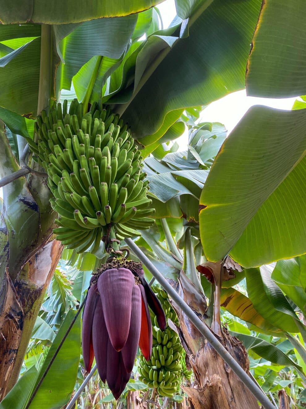 Bananen plantages Noord Tenerife bezoeken