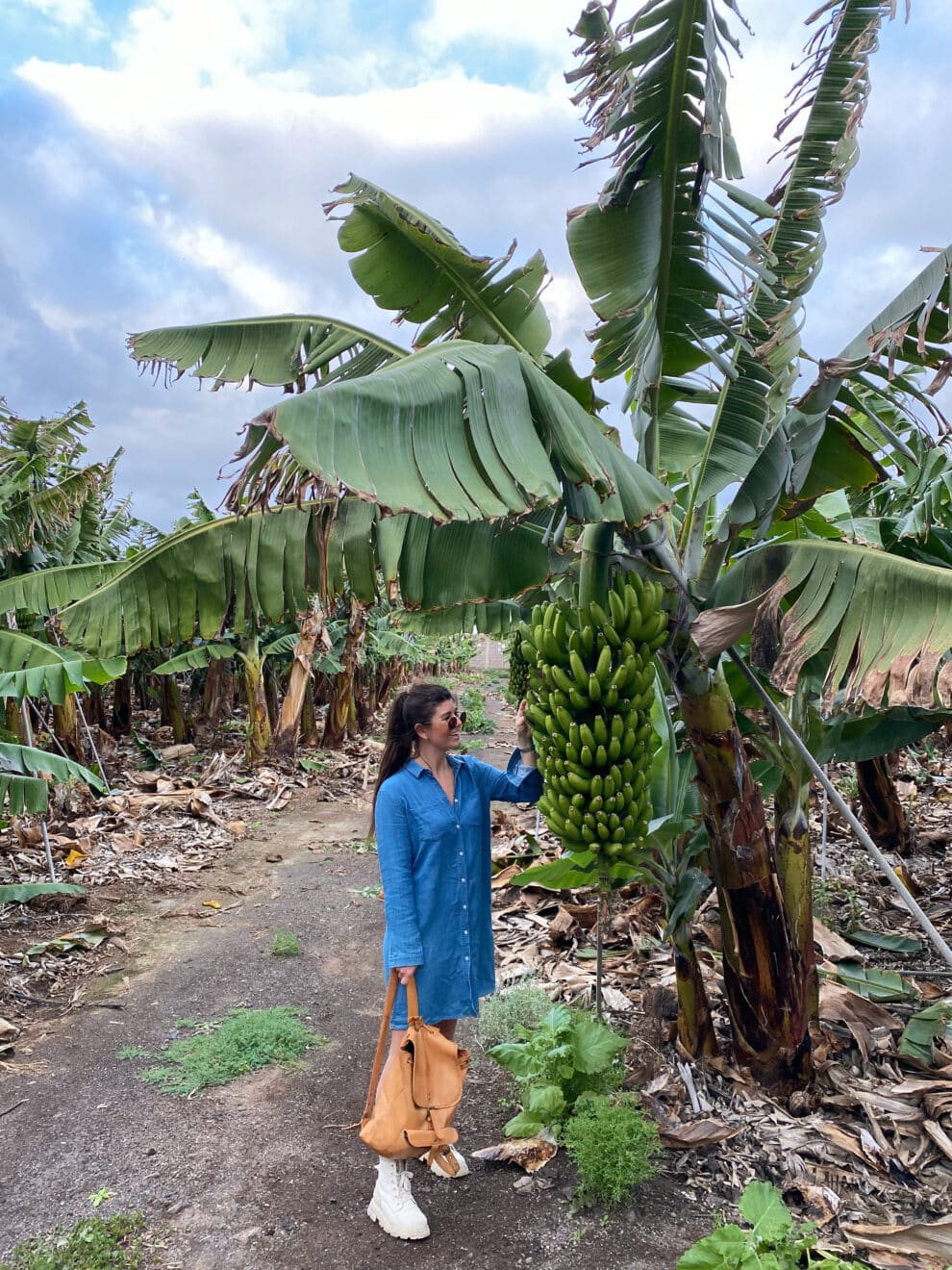 Bananen plantages Noord Tenerife bezoeken