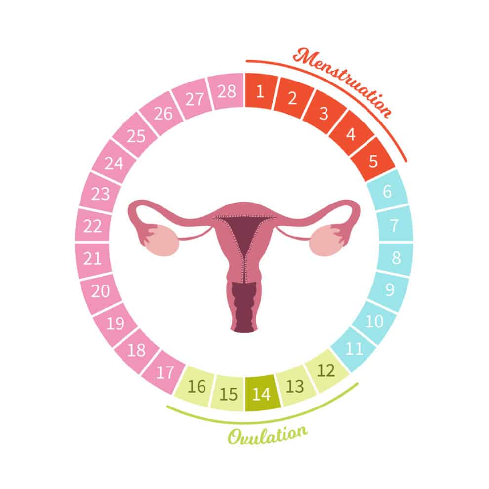 Vrouwelijke cyclus - menstruatie - hormonale disbalans - problemen en pijn bespreekbaar maken
